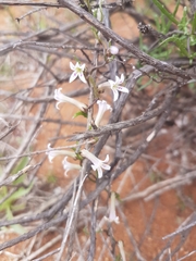 Cyphia longiflora