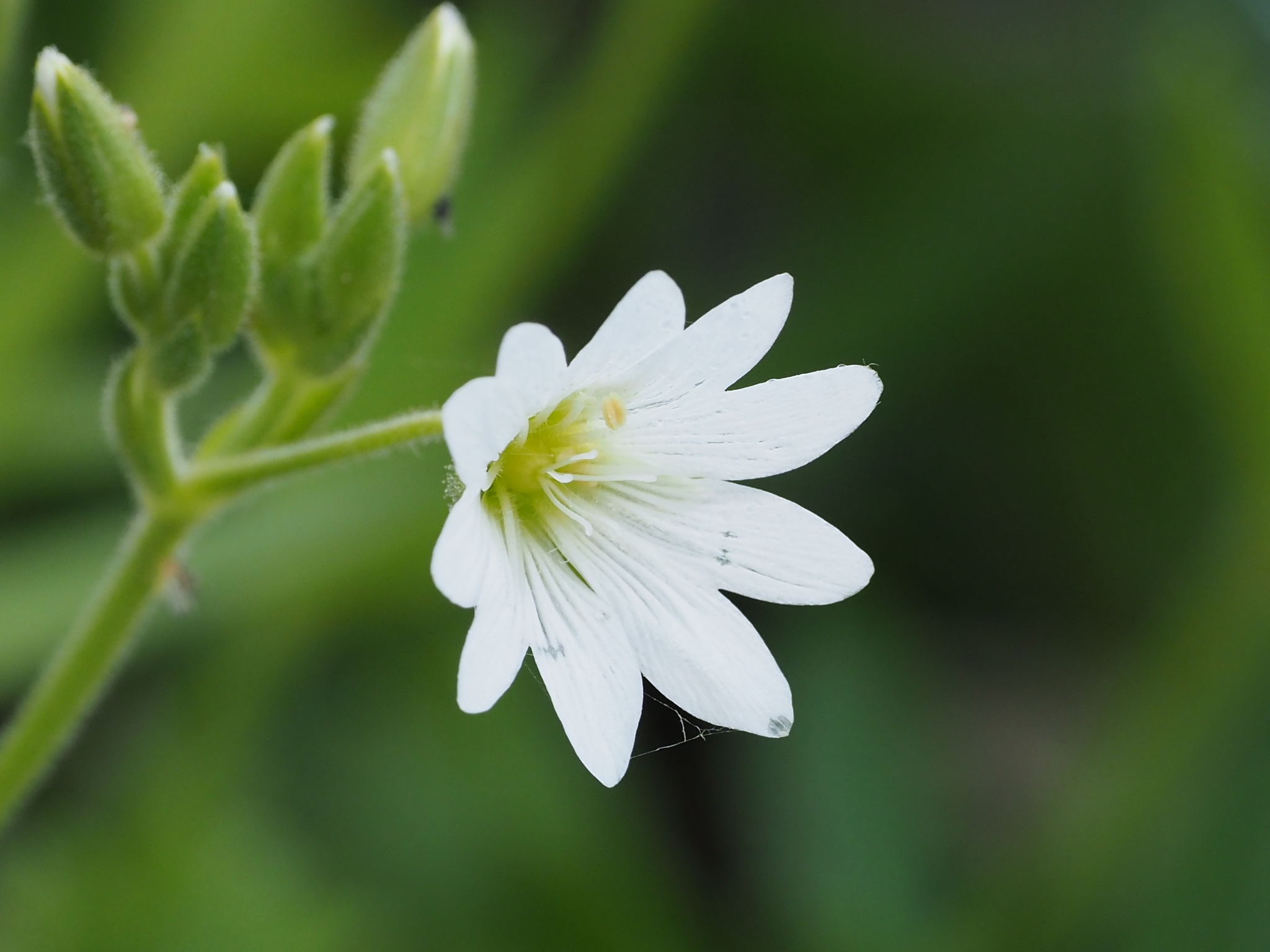 Cerastium fischerianum