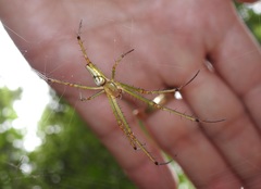 Leucauge