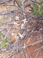 Cyphia longiflora