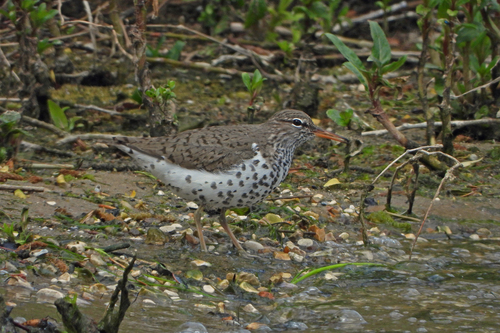 Andarríos maculado (Actitis macularius)