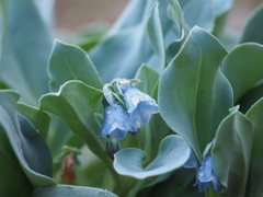 Mertensia simplicissima