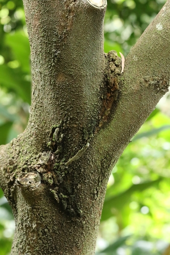 Image of Aphananthe Cuspidata (Aphananthe cuspidata) by no rights reserved
