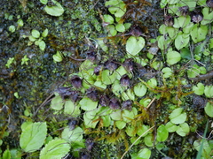 Corybas iridescens