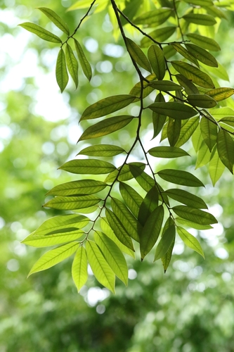 Castanopsis concinna
