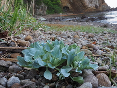 Mertensia simplicissima