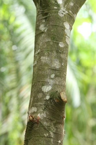Castanopsis concinna, photograph 2
