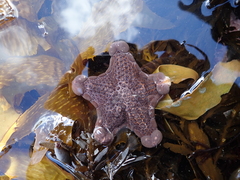 Pentagonaster pulchellus