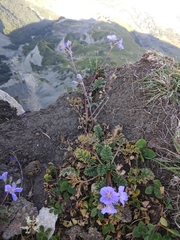 Erodium fumarioides