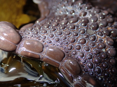 Pentagonaster pulchellus