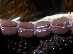 Pentagonaster pulchellus