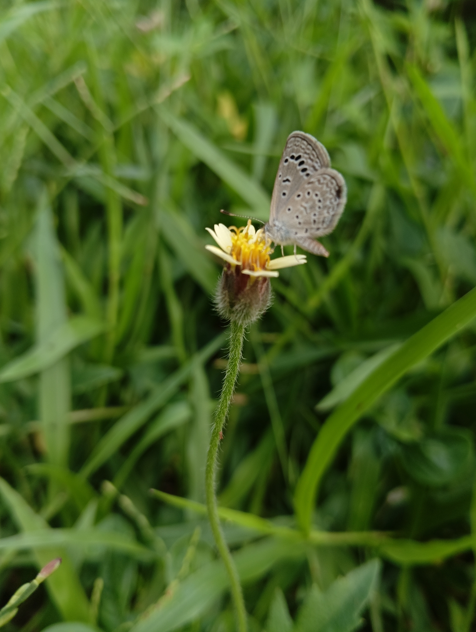 Dark Grass Blue