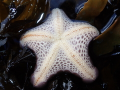 Pentagonaster pulchellus