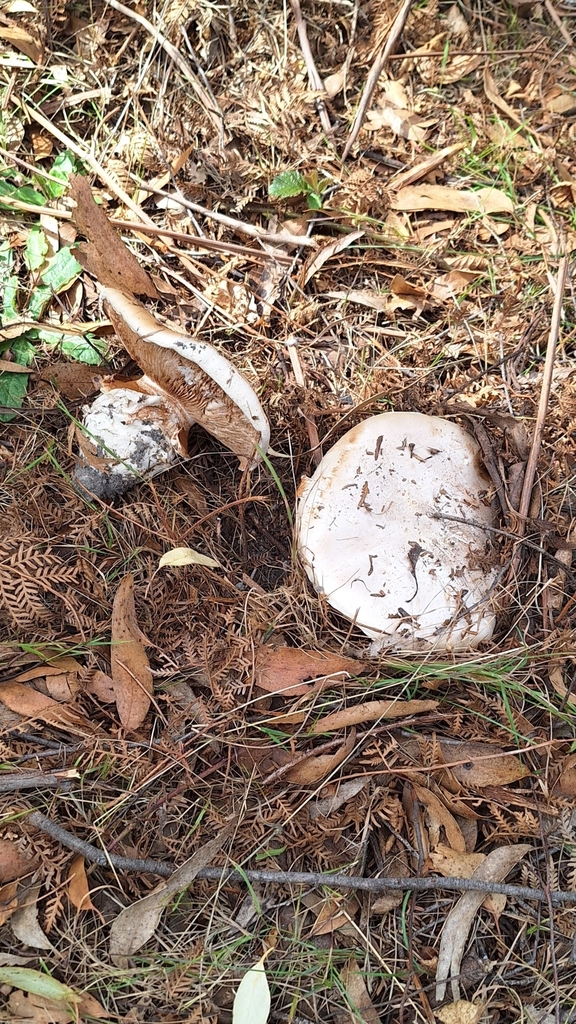 Austrocortinarius australiensis · May 2025 · photo: © insiderelic (iNaturalist, cc0)