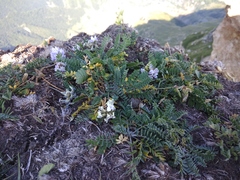 Oxytropis dasypoda