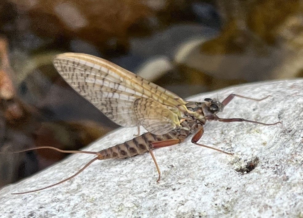 Late March Brown