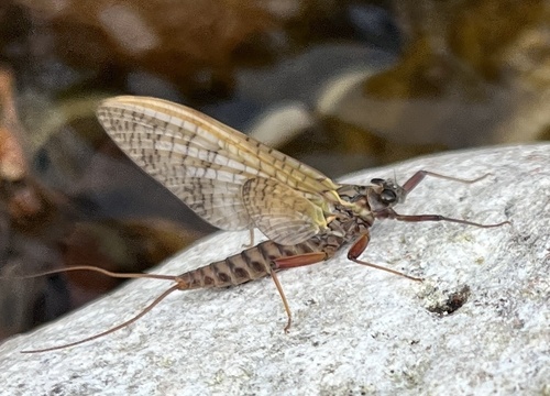 Late March Brown