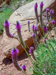 Dalea searlsiae