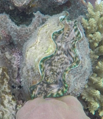 Tridacna derasa