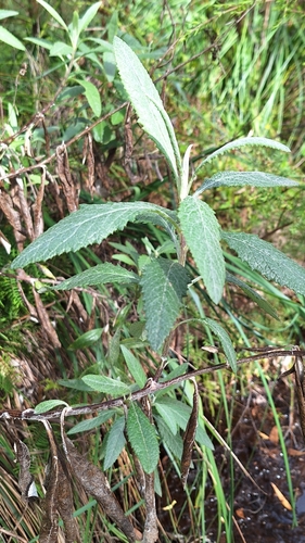 Image of Senecio hypoleucus by no rights reserved