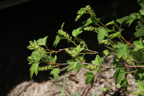 Ribes maximowiczianum iNat (1)