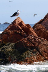 Larus belcheri