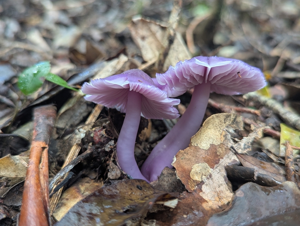 Porpolomopsis lewelliniae · May 2025 · photo: © catherine_jane (iNaturalist, cc-by)