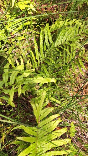 Image of Blechnum minus by no rights reserved