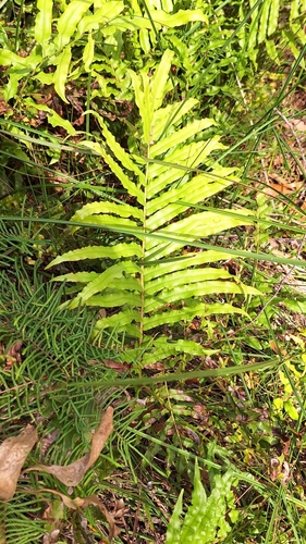 Image of Swamp Kiokio (Blechnum minus) by no rights reserved