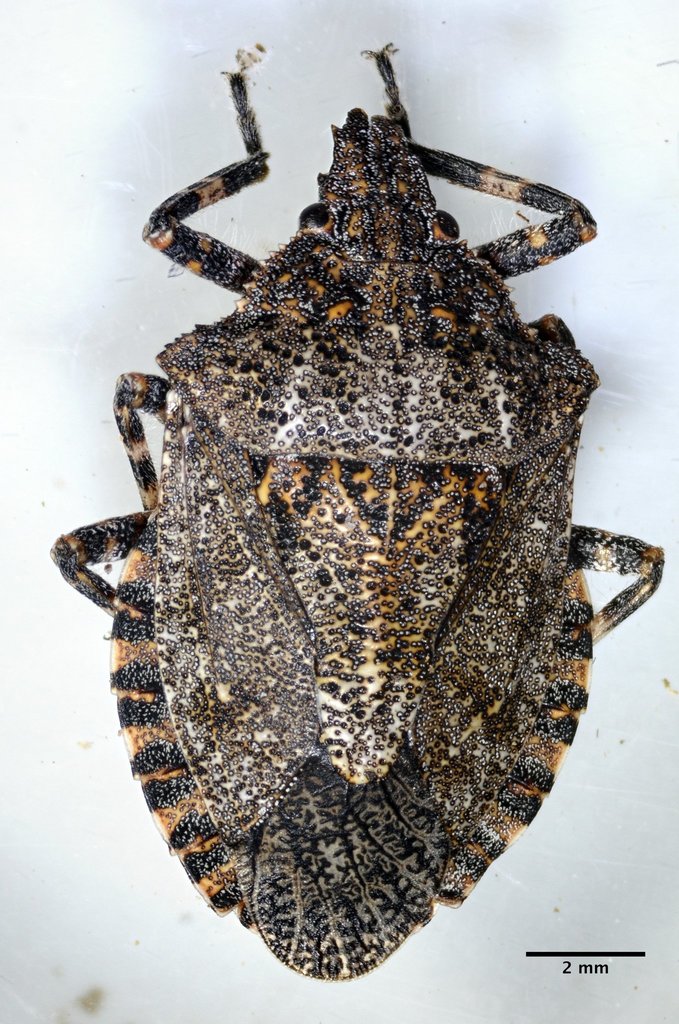 Brochymena sulcata