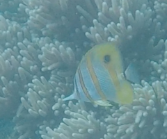 Chelmon rostratus