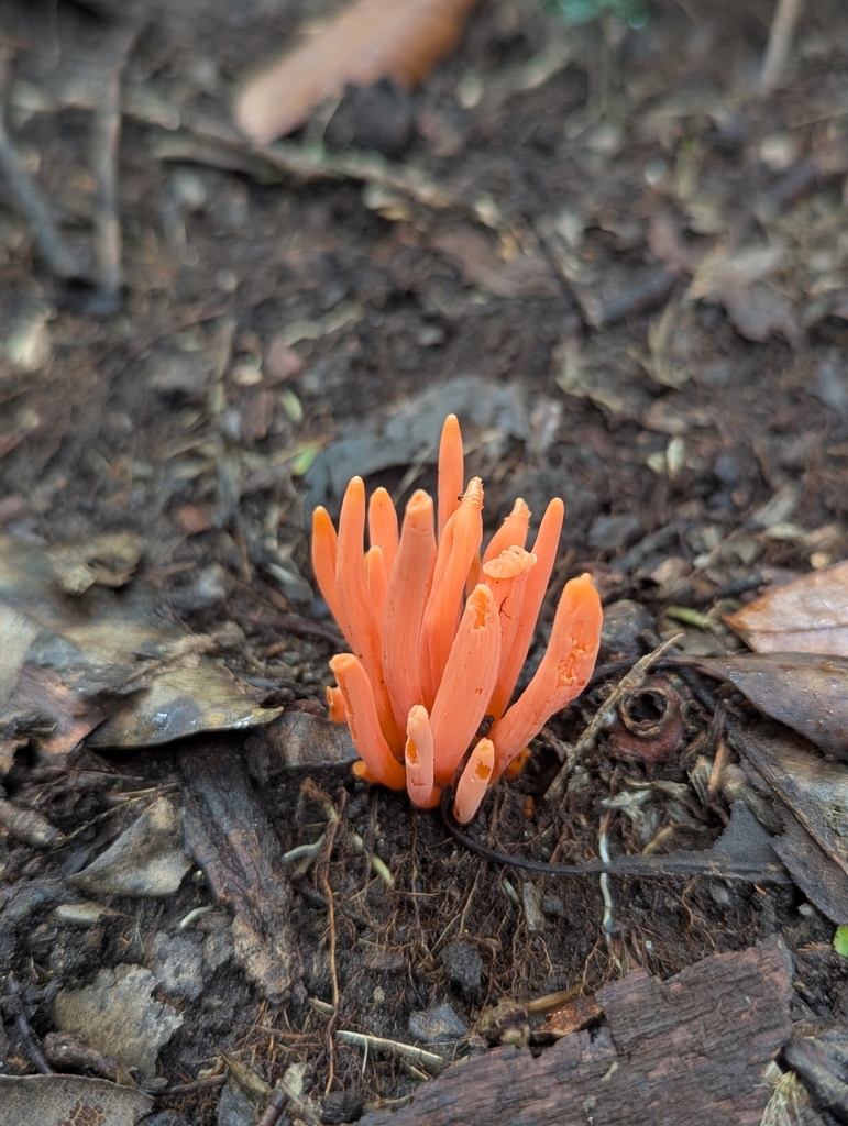 Clavulinopsis sulcata · May 2025 · photo: © catherine_jane (iNaturalist, cc-by)