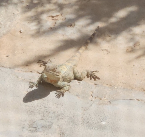 Egyptian Rock Agama