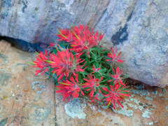 Castilleja scabrida