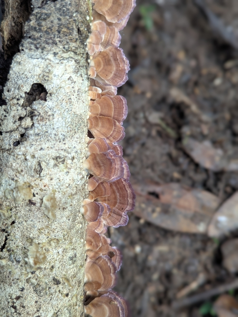 Trichaptum biforme · May 2025 · photo: © catherine_jane (iNaturalist, cc-by)