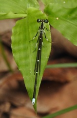 Pseudocopera annulata