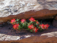 Castilleja scabrida