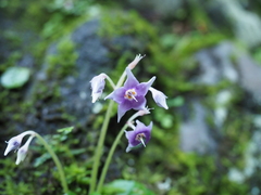 Conandron ramondioides pilosus