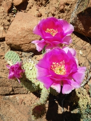 Opuntia aurea