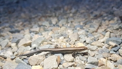 Scincella huanrenensis