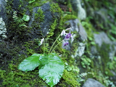 Conandron ramondioides pilosus