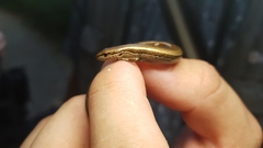 Scincella huanrenensis