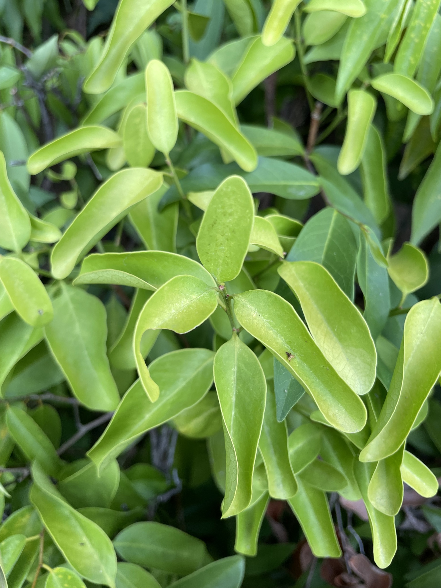 Tristellateia australasiae — ảnh 2