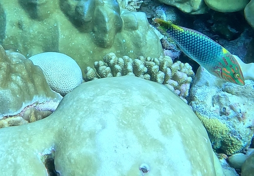 Checkerboard Wrasse — seen at this dive site