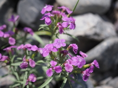 Dianthus shinanensis