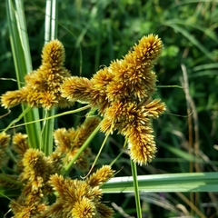 Cyperus glomeratus
