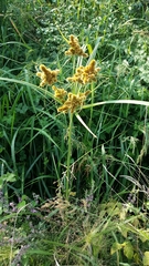 Cyperus glomeratus