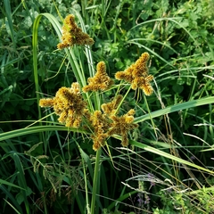 Cyperus glomeratus