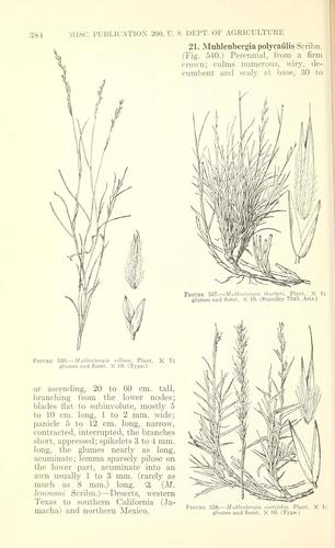 Thurber's muhly (Muhlenbergia thurberi)