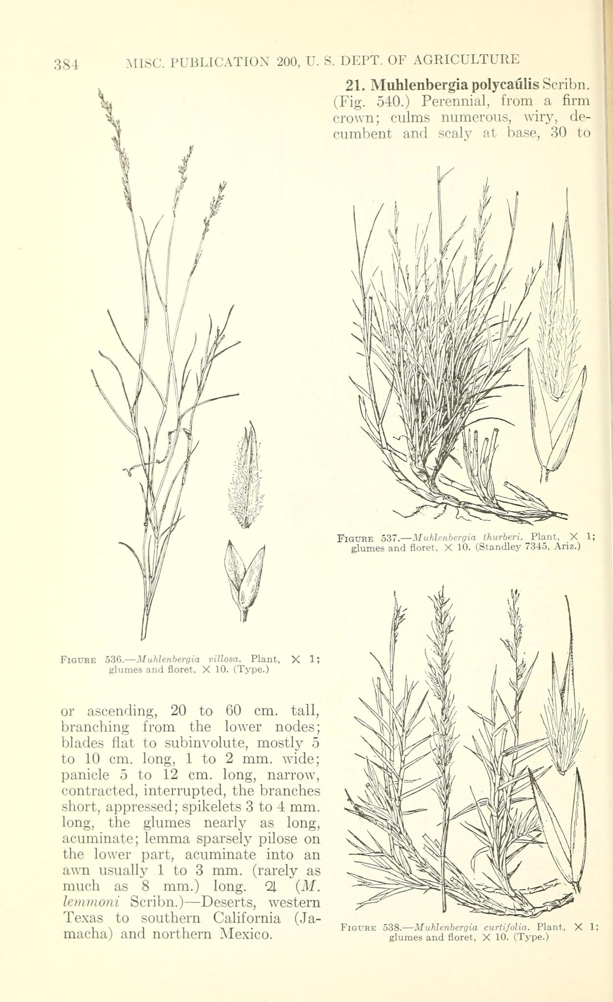 Muhlenbergia thurberi